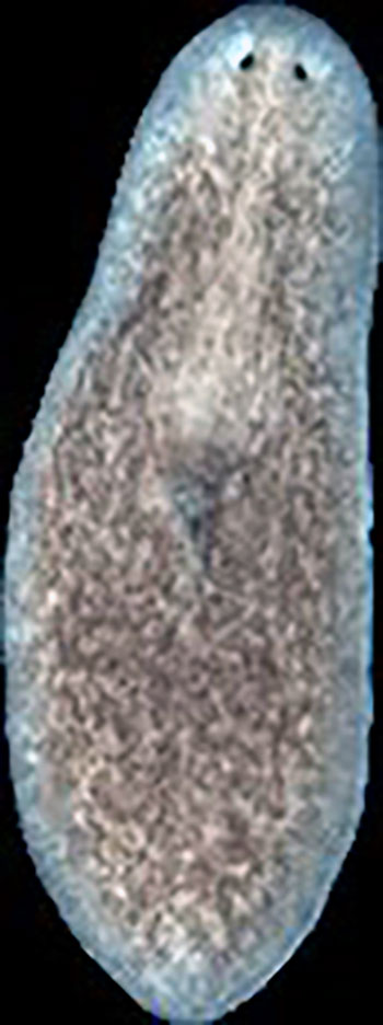 A planarian flatworm