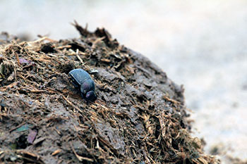African dung beetle doing its thing for biodiversity