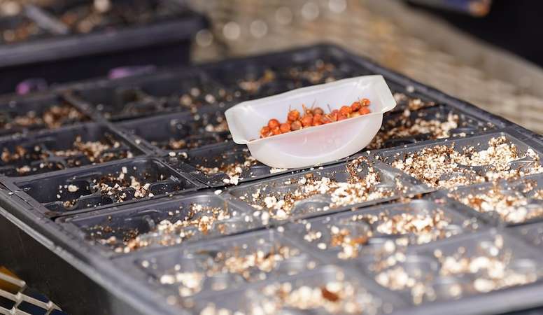 Photo depicts a closeup of seeds used for propagating plants.