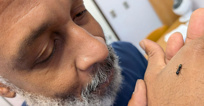 UC Merced graduate student Reo Maynard studies the queen of his many ant colonies.