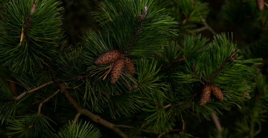 Depicted is a close-up view of pine needles. 