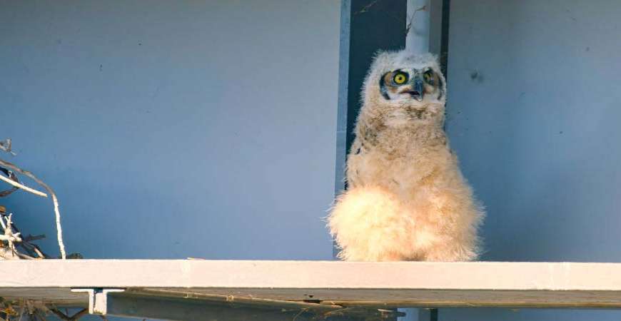 Owl 2