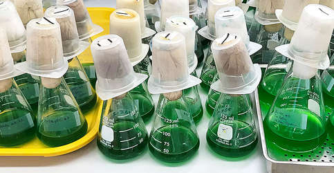 Blue-green algae in flasks are used by researchers at UC Merced and UC San Diego to further the understanding of circadian clocks. Image courtesy of UC San Diego.