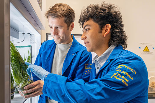 Professor Gordon Bennett and undergraduate student Toxtli Huitzilopochtli examine leafhoppers in the lab.