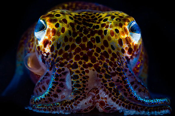 Bobtail squid