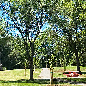 Adison's Grove at Rahilly Park