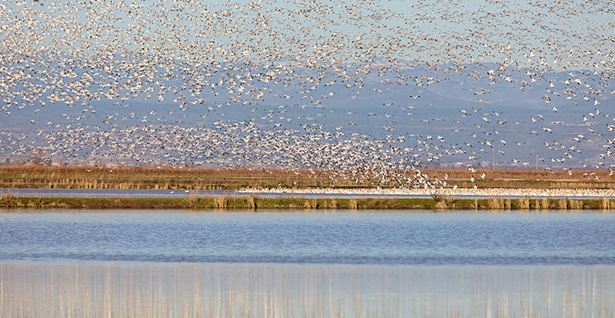 Waterbirds take flight over a large wetland area along the Pacific Flyway.