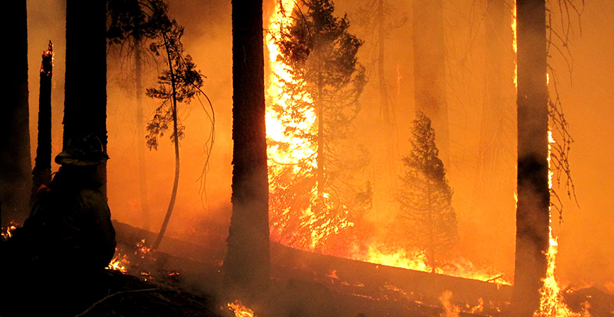 In Yosemite, prescribed burning saved the Tuolumne giant sequoia grove from the Rim Fire, the largest-ever Sierra Nevada wildfire.
