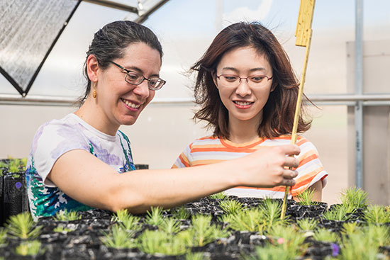 Researchers work with tree seedlings in a greenhouse.