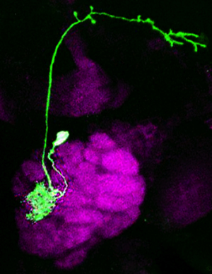 A single neuron from the brain of a fruit fly