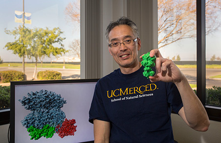 Professor Andy LiWang shows his 3-D-printed model of the proteins that drive cyanobacterial circadian clocks.