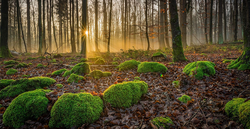 A verdant forest floor