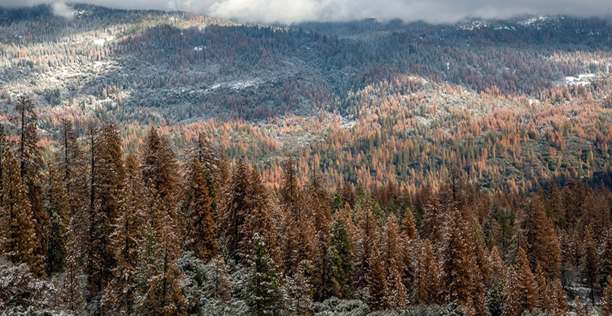 Stands of brown, dead trees throughout Sierra Nevada forests