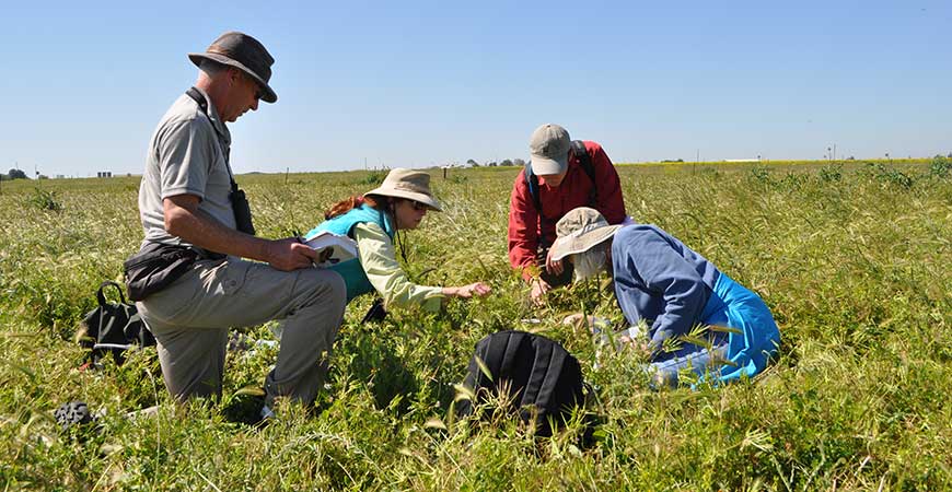 Four participants in the UC California Naturalist Program explore plant diversity on Cunningham Ranch in Merced County.