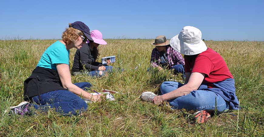 Four participants in the UC California Naturalist Program explore plant diversity on Cunningham Ranch in Merced County.