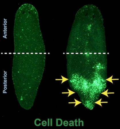 A picture of a normal flatworm on the left compared with a flatworm where the Ubc9 gene was shut off. The Ubc9 worm has a glowing green tail, indicating massive posterior cell death.