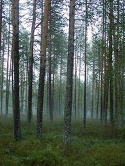 A grove of Scots pine trees