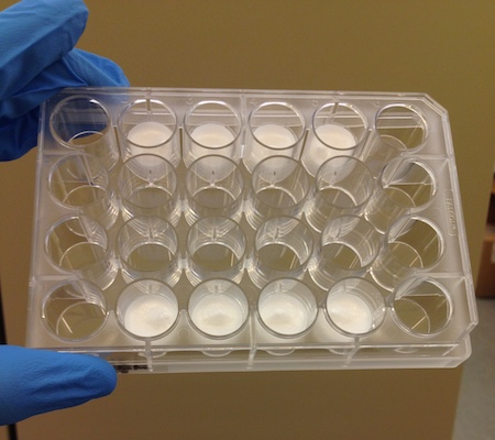 Plate containing silk fibroin disks used to deliver HIV inhibitors. 