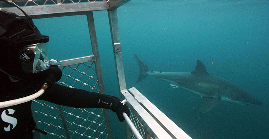 A great white shark passes the diving cage holding Professor Sora Kim.