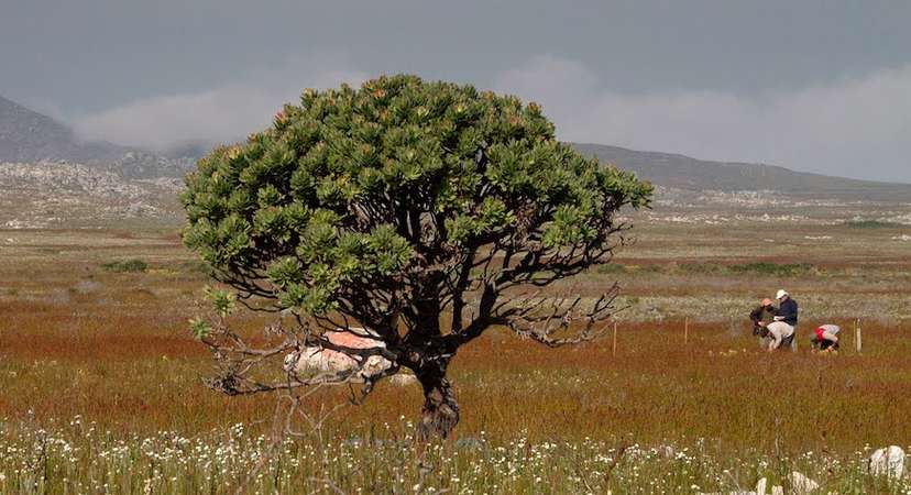 Scientists collect vegetation data from the Cape Of Good Hope, Western Cape, South Africa. Photo by Adam M. Wilson