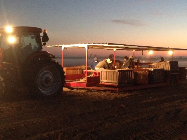 Tractors at D&S Farms pull trailers into which harvesters load fresh-picked sweet potatoes.