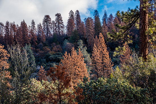 A stand of dead trees