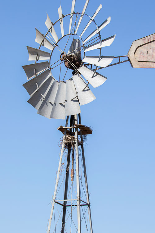 One of the windmills on the preserved land is home to a bird's nest.