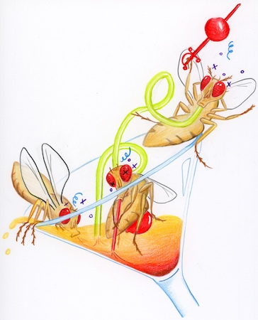 A drawing of three fruit flies sitting in and drinking from a martini glass.