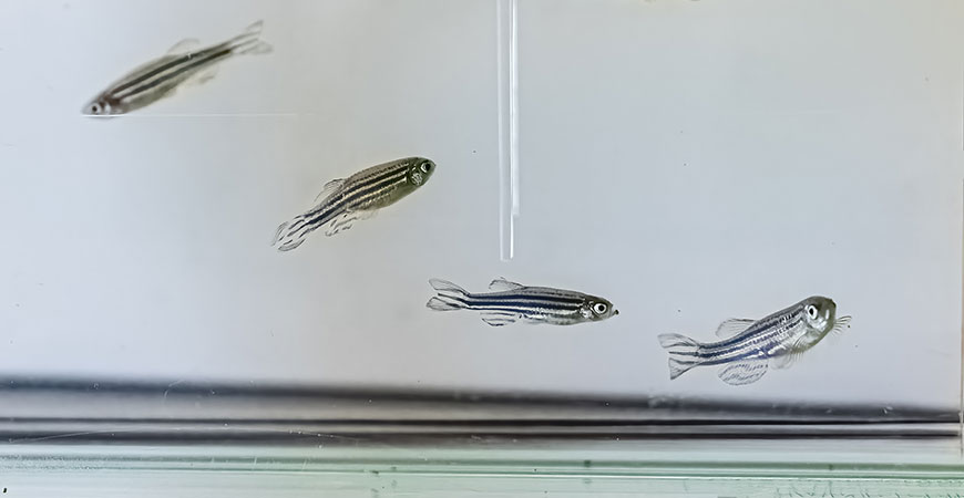 zebra fish