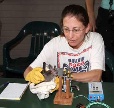 Betsy Dumont doing fieldwork, measuring bat bite force