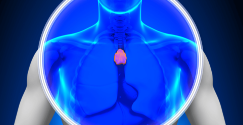 Photo is a graphic depiction of the thymus gland.