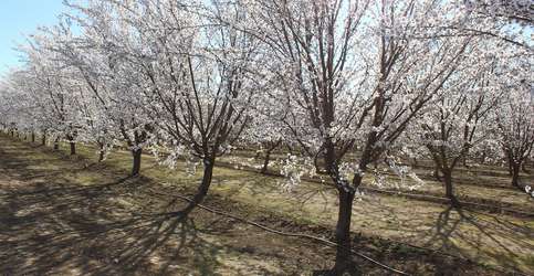 An almond orchard with irrigation lines is pictured. 